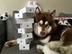 Китаец купил своей собаке восемь iPhone 7