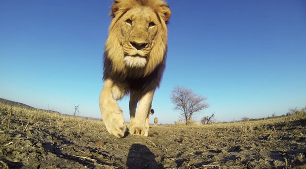 GoPro камера побывала в пасти акулы и льва