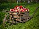 Создан робот, собирающий яблоки со скоростью 1 фрукт за секунду