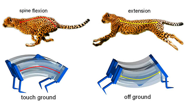Мягкий робот с физиологией гепарда двигается в 3 раза быстрее обычных