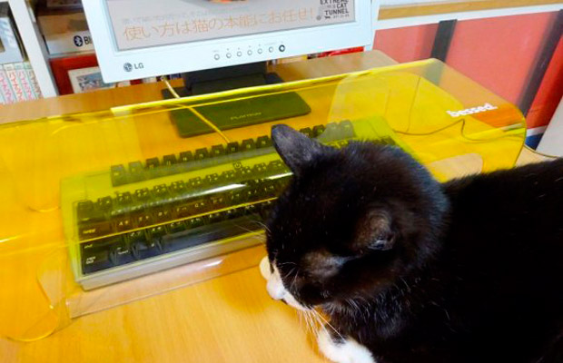 Японцы придумали, как защитить клавиатуру от кошек