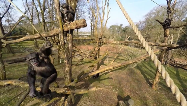 Шимпанзе, сбившую беспилотник палкой, назвали смекалистой