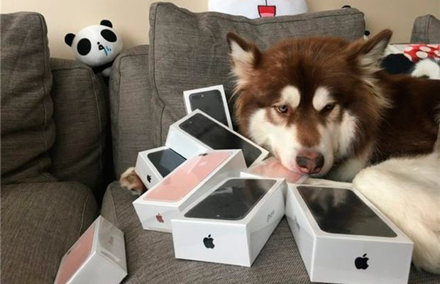 Китаец купил своей собаке восемь iPhone 7