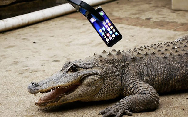 Есть ли у iPhone 7 шансы выжить, побывав в пасти у аллигатора