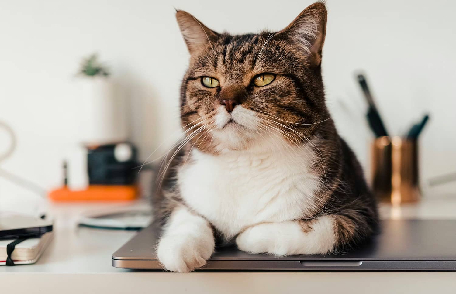 Для Mac вышло приложение Cats Lock, защищающее клавиатуру от кошек