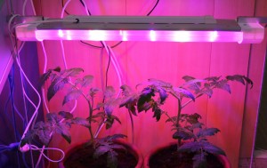 светодиодное освещение для растений